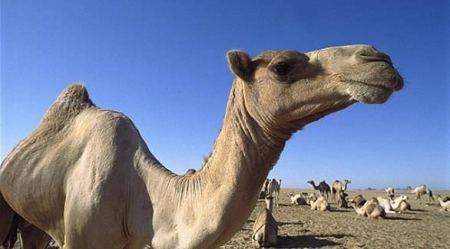 النقب ... جمل يهاجم صاحبه ويقتله