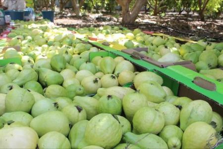 السلطات الاسرائيلية تمنع استيراد المنتجات الزراعية من السلطة الفلسطينية