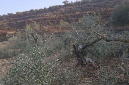 الخليل : مستوطنون يقطعون عشرات اشجار الزيتون