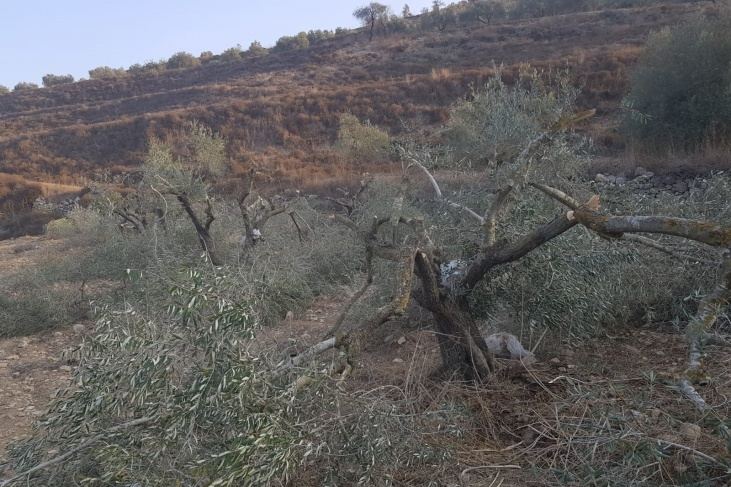 الخليل : مستوطنون يقطعون عشرات اشجار الزيتون