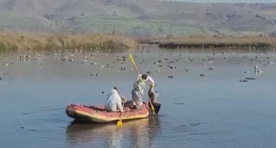 الزراعة الاسرائيلية : تمت السيطرة على تفشي انفلونزا الطيور