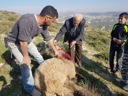 مستوطنون يهاجمون قطيع أغنام لمواطن جنوب نابلس ويقتلون عدداً منها