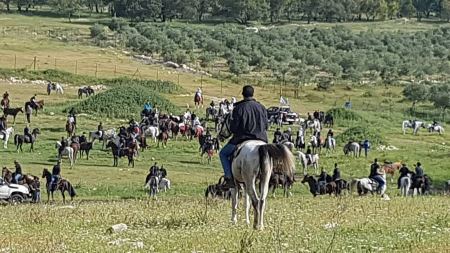 احياء ليوم الارض ... مسيرة الخيول من عرعرة تصل لأراضي الروحة