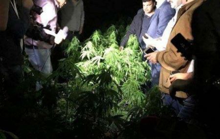  ضبط مشتل للمخدرات في احد سهول دير الغصون شمال طولكرم