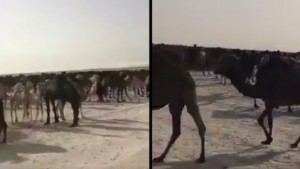 فيديو ... السعودية تطرد الإبل والأغنام القطرية المتواجدة في مراعيها