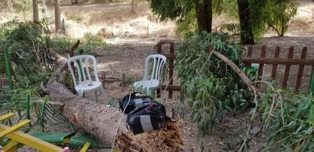 مصرع طفل سقطت عليه شجرة داخل منتزه بالحنوب