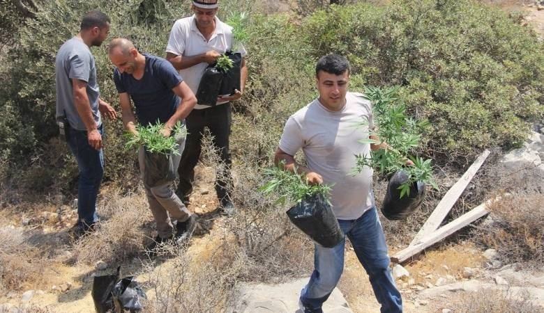 ضبط 250 شتلة 'مرجوانا' في بلعين غرب رام الله