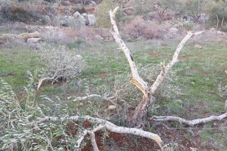 مستوطنون يحطمون 200 شجرة زيتون في بلدة اللبن الشرقية