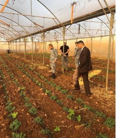 ضبط مشتلاً للماريجوانا في جنين