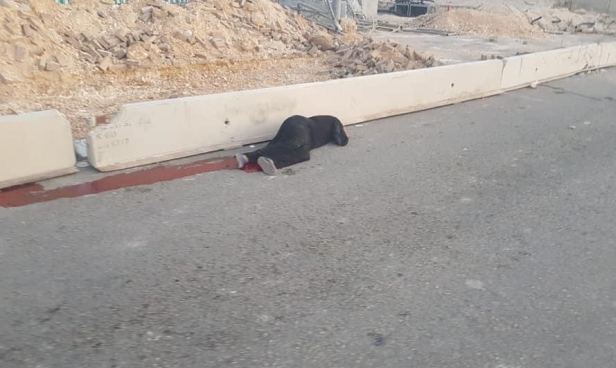 شهيدة بنيران الاحتلال عند حاجز قلنديا شمال القدس