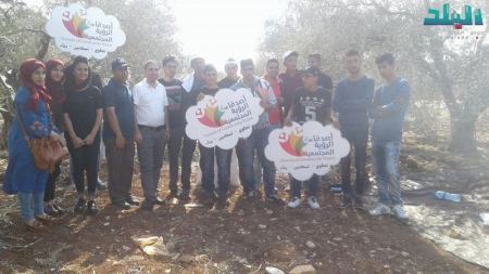 طورة ... اعمال تطوعية في قطف ثمار الزيتون