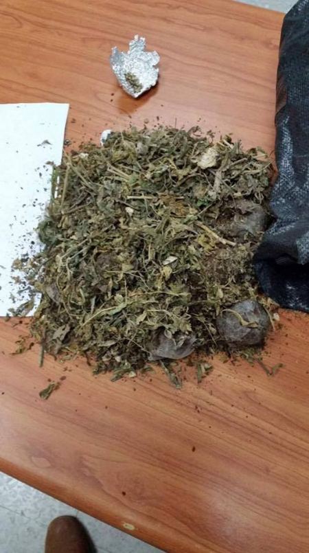 ضبط مستنبت لزراعة المخدرات في بلدة مسحة غرب مدينة سلفيت 