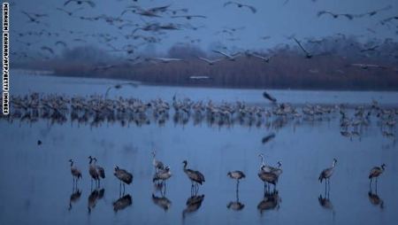 بحيرة طبريا : قبلة الطيور المهاجرة