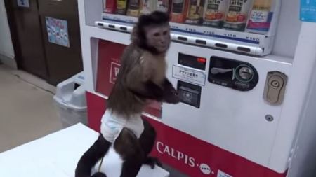 فيديو : قرد يدفع ثمن العصير ويشربه !!