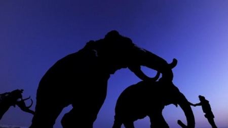 علماء يستخرجون ماموث من منجم للفحم