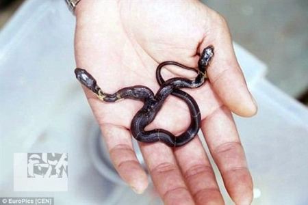 الصين : فيديو + صور ... العثور على أفعى كوبرا سامة برأسين 