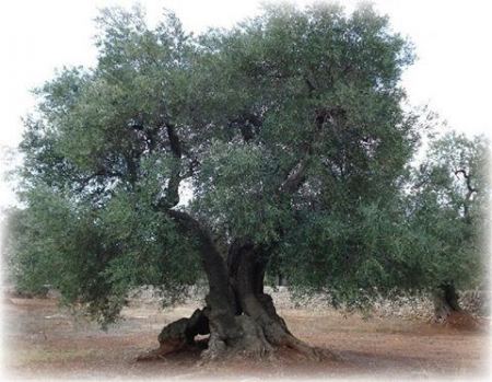 إعلان بخصوص إجازة قطف الزيتون