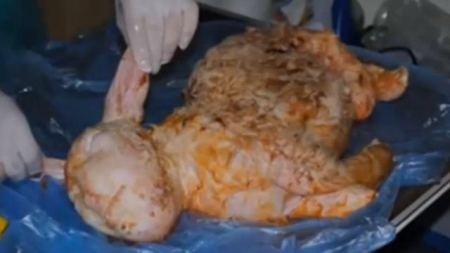 فيديو : ولادة خروف بوجه انسان 