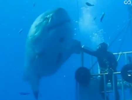 فيديو ... غواص يغادر قفصه ويداعب سمكة قرش عملاقة