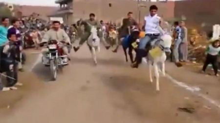 فيديو ... سباق للحمير في اسيوط الاول من نوعه