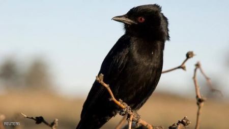  الدرونجو الأفريقي , طائر لص !