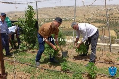 الشرطة الفلسطينية تضبط مشتل مارجيوانا في الخليل