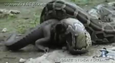 فيديو جديد لم تره من قبل ... الافعى التي ابتلعت التمساح 