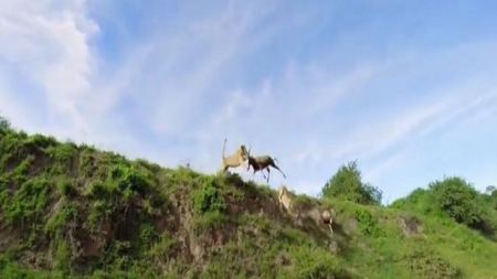 فيديو : اسد يفترس ظبياً في لقطة فريدة 