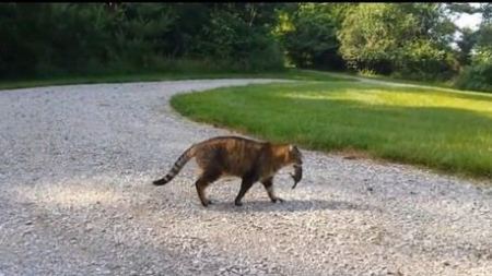 فيديو : حرارة الروح تنقذ السنجاب من فكي القط