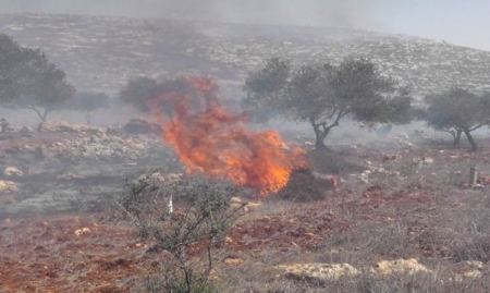 مستوطنون يحرقون اشجار زيتون في الخليل