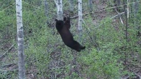 فيديو : دب يتعلق بحبل كالبهلوان ليحصل على الطعام