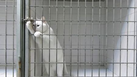 فيديو : قط عنيد يحرر نفسه من قفص يحصد 1.4 مليون مشاهدة