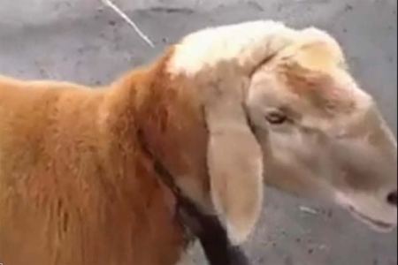 طالب ليبي يذبح خروفين لنجاته من حادثة سقوط الطائرة المصرية