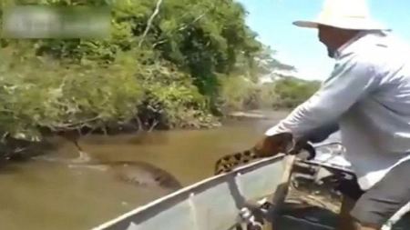 فيديو ... افعى اناكوندا عملاقة وفي بطنها فريسة