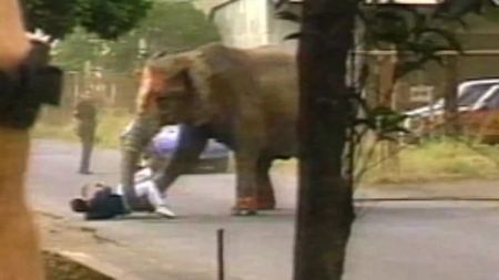 فيديو : فيل يقتل مدربه في السيرك 