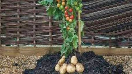 بطاطس وطماطم في نبتة واحدة !