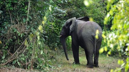 فيل يقتل سائح بريطاني في ادغال الهند