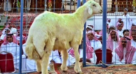 خروف نادر في السعودية يباع بـ مليون ريال فقط !!