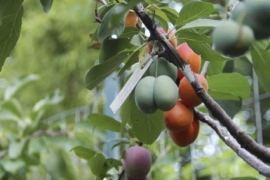 فيديو ... 40 نوع من الفاكهة تنتجه شجرة واحدة