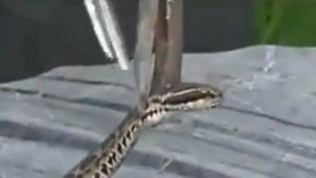 بعد 20 دقيقة من فصل رأسها .... افعى تقتل قاتلها !
