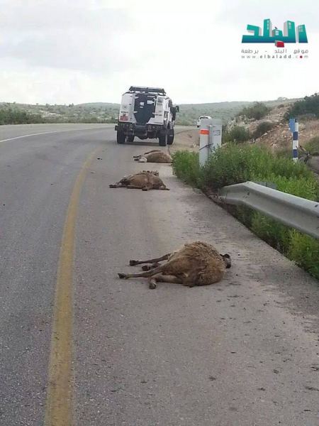 برطعة : مستوطن يعتدي على أغنام المواطن الحاج زكي من المنطار ويدهسها بالسيارة 