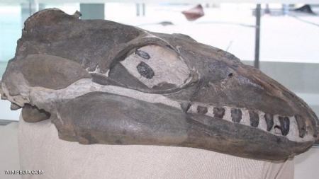 كائن بحري عمره ملايين السنين