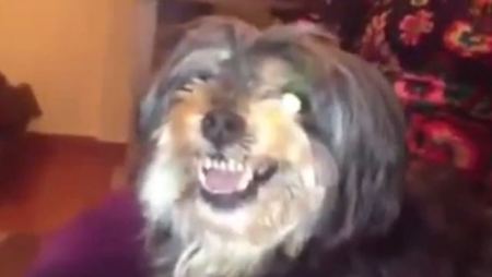 كلب يكشر عن أنيابه عند سماع أسم ميسي بعكس كريستيانو رونالدو