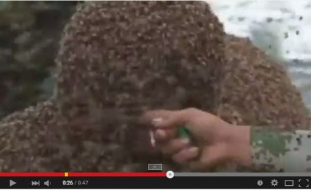 فيديو ... صيني يغطي جسمه بـ 100 كيلوغرام من النحل