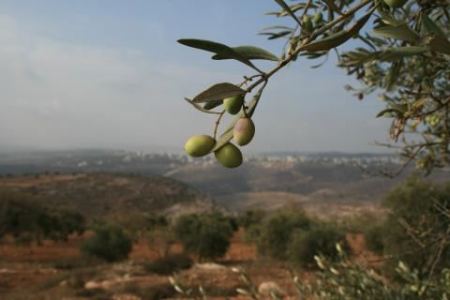 أجواء خريفية معتدلة نهاراً وباردة نسبياً في الليل