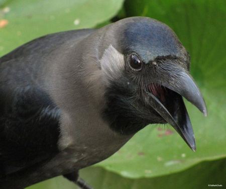 علماء يتوصلون الى معرفة مستوى ذكاء الغراب