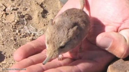 اكتشاف فأر يشبه الفيل في صحراء ناميبيا 