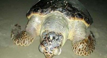 العثور على سلحفاة بحر نافقة في شاطيء عكا