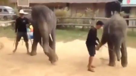 فيديو : فيلة تتراقص على انغام الموسيقى 