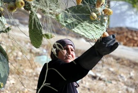 الفلسطينيون يتحلون « بالصبر » ويأكلونه